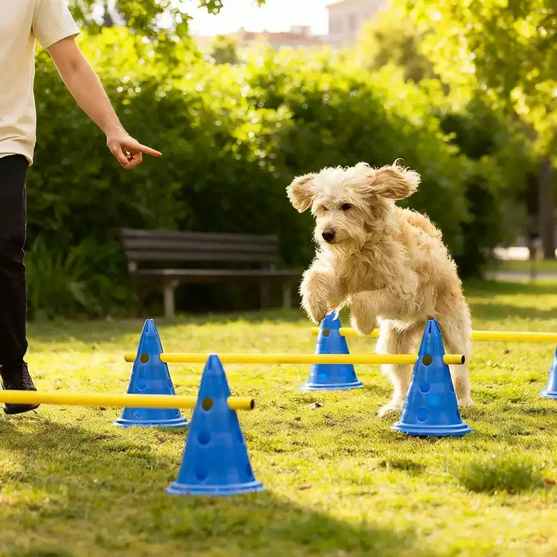 30CM Honden Agility Obstakelse - Agility Hurdle Set recensie en prijs